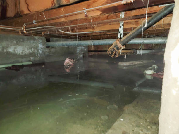 Best Professional water damage repair  in Howland Center, OH